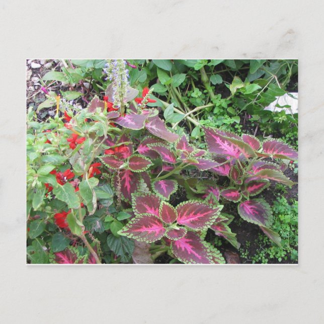 Coleus Plant Photo Postcard (Front)