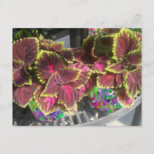 Coleus Plant Postcard