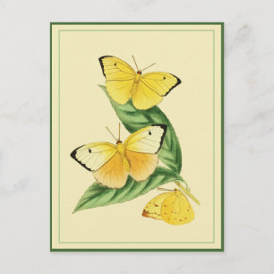 Colias Statira Butterfly Postcard