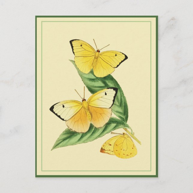 Colias Statira Butterfly Postcard (Front)