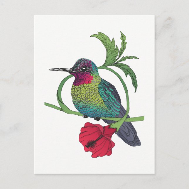 Colibri Bird Illustration Postcard (Front)