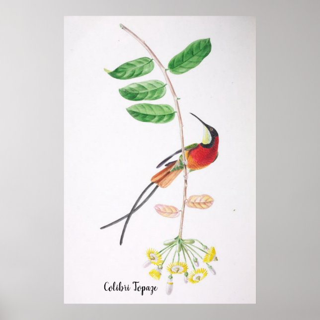  Colibri Topaze - Birds of Brazil  Poster (Front)