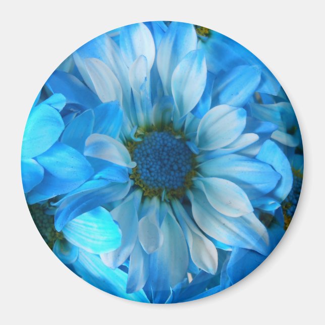 Collaert Magnet (Front)