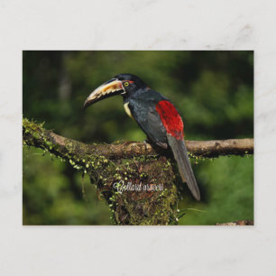 Collard araceri, tropical bird postcard