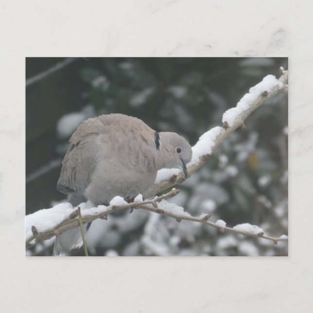 Collared Dove in the Snow DIY Postcard (Front)
