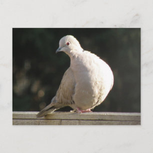 Collared Dove Postcard