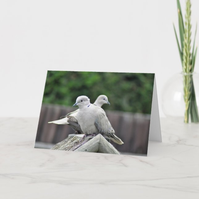 Collared doves blank greeting card (Front)