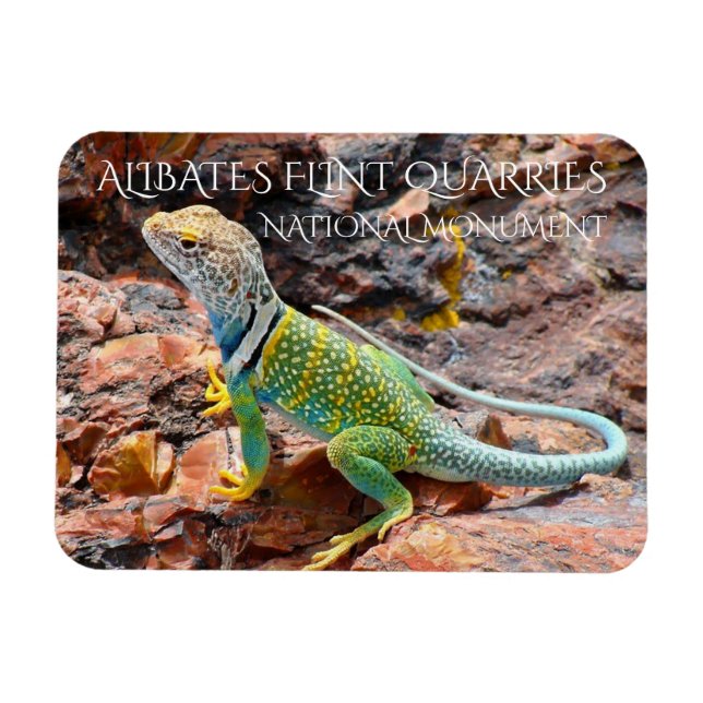 Collared Lizard, Alibates Flint Quarries, Texas Magnet (Horizontal)