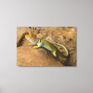 Collared Lizard Canvas Print