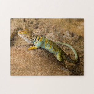 Collared Lizard Jigsaw Puzzle