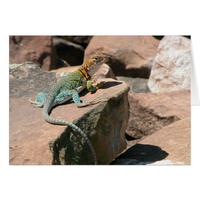 Collared Lizard, Mesa Verde Blank Card (Front Horizontal)