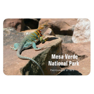 Collared Lizard, Mesa Verde Magnet