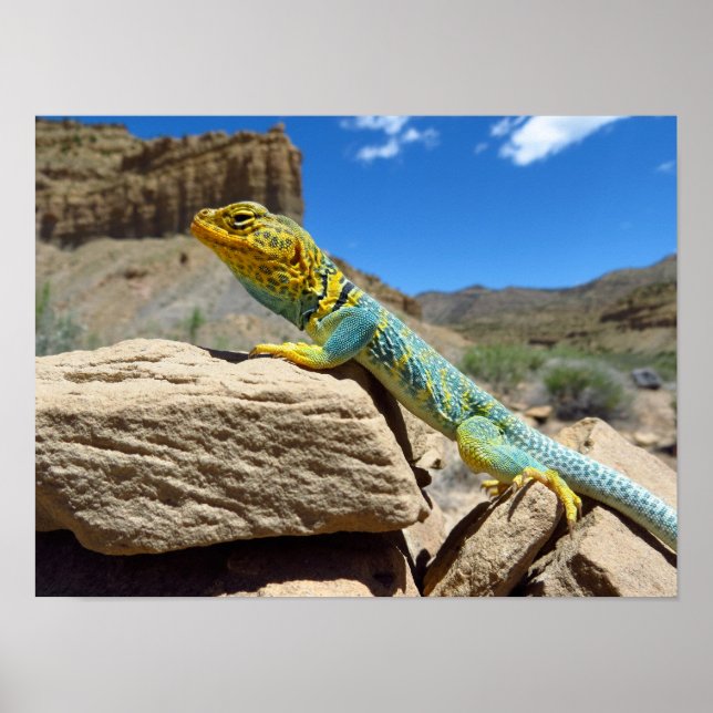 Collared Lizard near Thompson Springs Poster (Front)