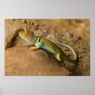 Collared Lizard Poster