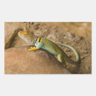 Collared Lizard Rectangular Sticker