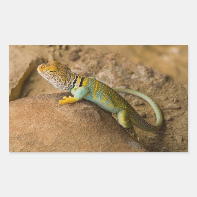 Collared Lizard Rectangular Sticker (Front)