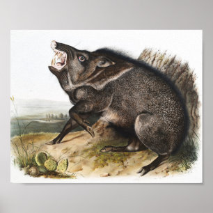 Collared Peccary Dycoteles torquatus Illustration Poster