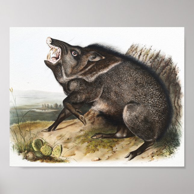 Collared Peccary Dycoteles torquatus Illustration Poster (Front)