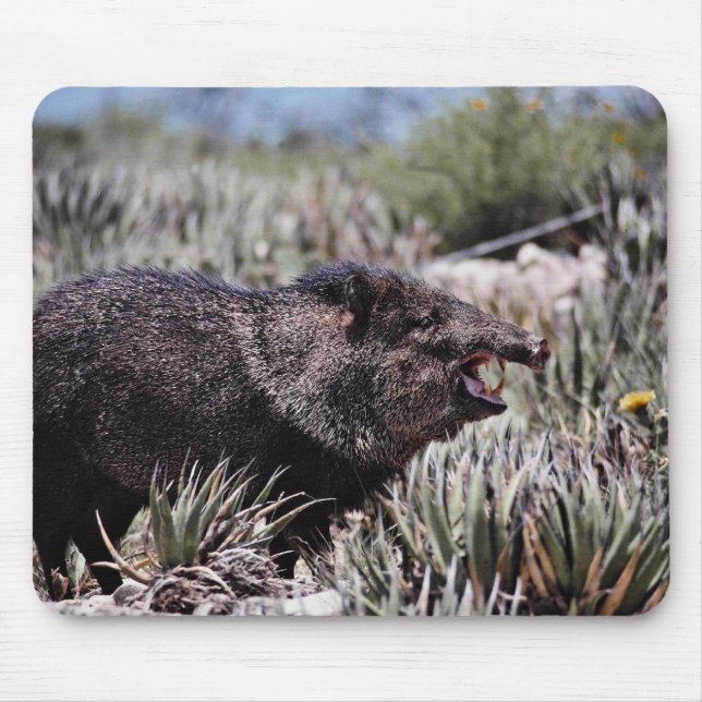 Collared peccary (javelina) yawning amid flowering mouse mat (Front)