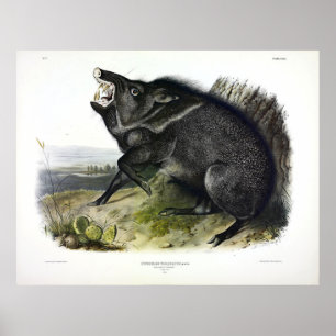 Collared Peccary, or Javelina (Dicotyles tajacu) Poster