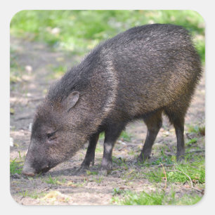 Collared Peccary walking Postcard Metal Ornament Square Sticker