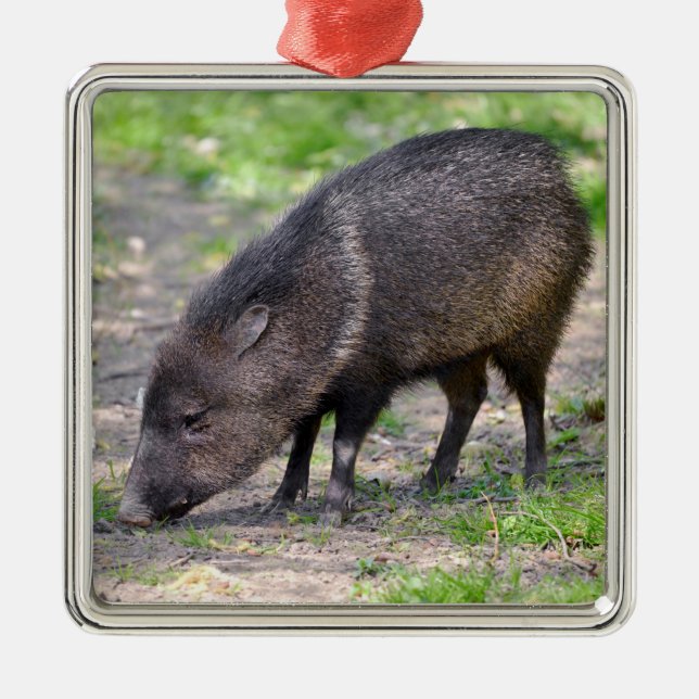Collared Peccary walking Postcard Metal Tree Decoration (Front)