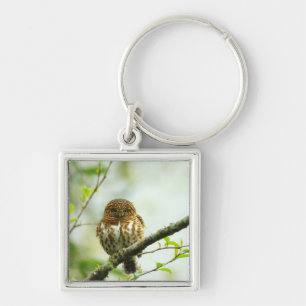 Collared pigmy owlet perching on tree branch, key ring