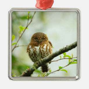 Collared pigmy owlet perching on tree branch, metal tree decoration