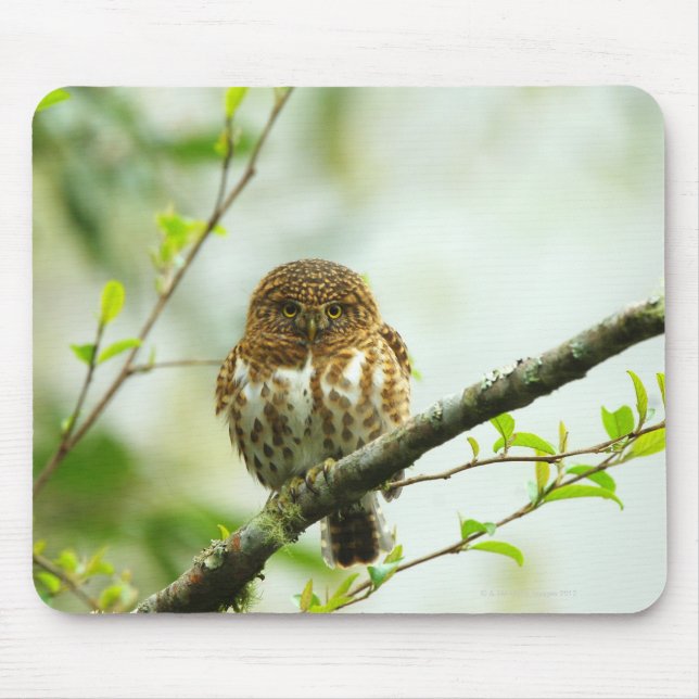 Collared pigmy owlet perching on tree branch, mouse mat (Front)