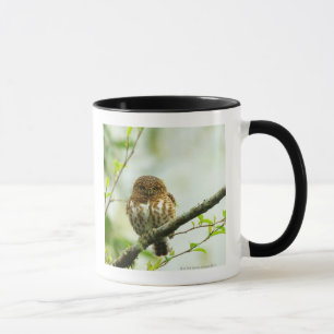 Collared pigmy owlet perching on tree branch, mug