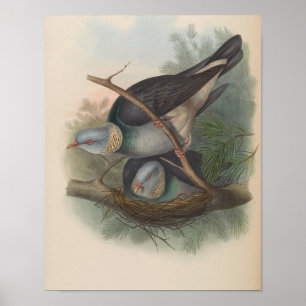 Collared Wood-Pigeon by John Gould Print