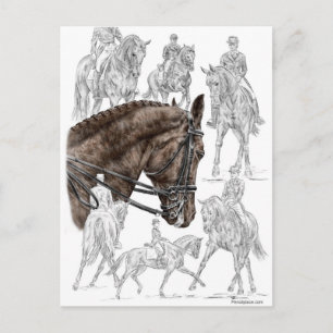 Collected Dressage Horses FEI Postcard