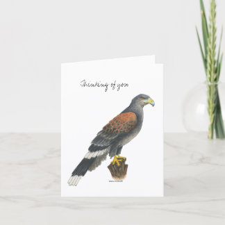 Collection Falcon Note Card