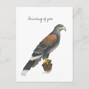 Collection Falcon  Post Card