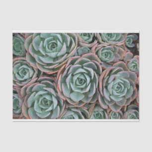 Collection of Blushing Succulents Tissue Paper