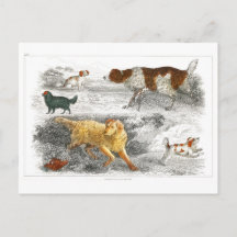 Collection of various dogs by Oliver Goldsmith 