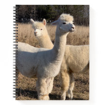 College Ruled Spiral Notebook - White Alpacas