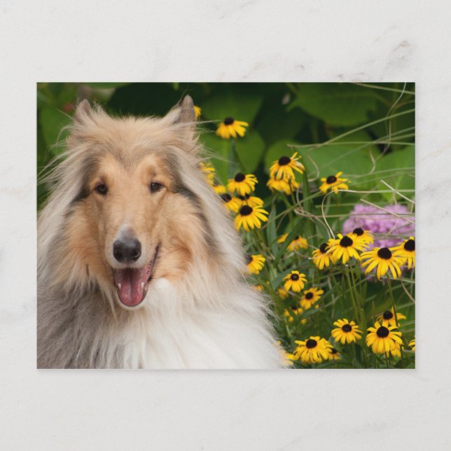 Collie And Flowers Postcard (Front)