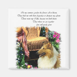 Collie Art Gifts Rough Sable Magnet