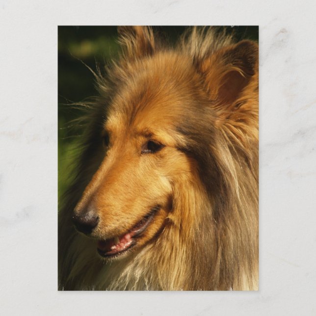 Collie Breed Postcard (Front)