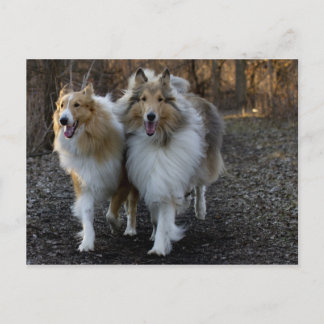 Collie Buddies Postcard
