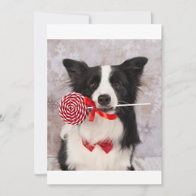 Collie cane holiday card (Front)