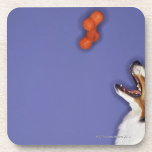 Collie catching plastic bone coaster