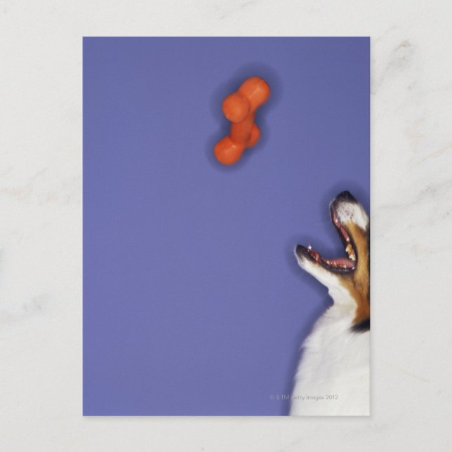 Collie catching plastic bone postcard (Front)