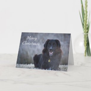 Collie Cross Holiday Card
