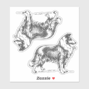 Collie Dog