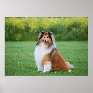Collie dog beautiful photo poster, print