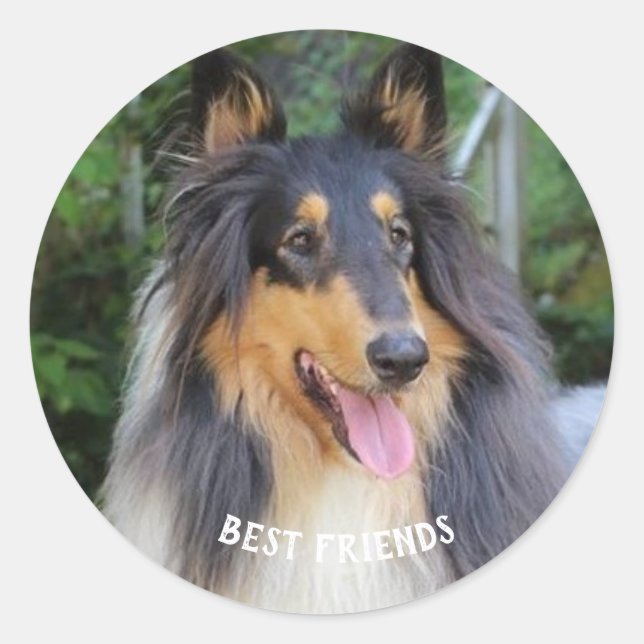 Collie dog Best FRIENDS Classic Round Sticker (Front)