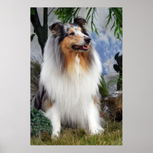 Collie dog blue merle, poster, print,  gift idea poster