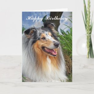 Rough Collie Cards | Zazzle UK